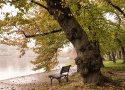 Ławka pod jesiennym drzewem na brzegu jeziora