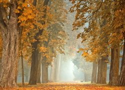 Jesień, Park, Droga, Drzewa, Kasztanowce, Mgła