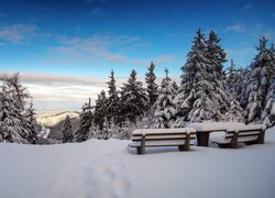 Ławki i stolik na skraju lasu z widokiem na góry