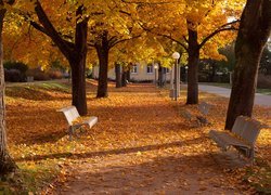 Ławki pod jesiennymi drzewami przy parkowej alei