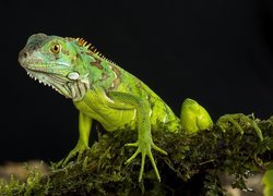 Jaszczurka, Legwan zielony, Iguana
