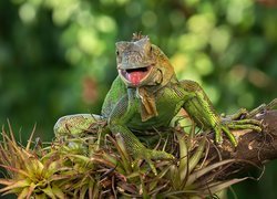 Jaszczurka, Legwan zielony, Iguana, Pień, Rośliny