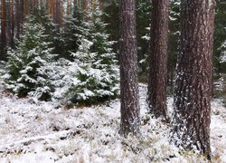 Zima, Śnieg, Las, Drzewa, Pnie