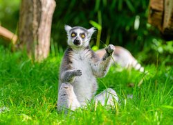 Siedzący, Lemur, Trawa