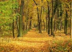 Leśna droga usłana jesiennymi liśćmi