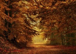 Jesień, Las, Drzewa, Liście, Droga