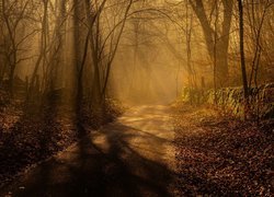 Anglia, Hrabstwo Derbyshire, Park Narodowy Peak District, Droga, Drzewa, Mgła, Przebijające światło