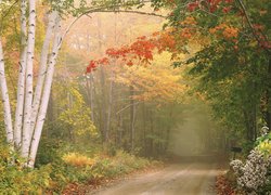 Leśna droga wzdłuż jesiennych drzew