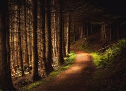 Szkocja, Hrabstwo Perthshire, Dolina Cloan Glen, Las, Drzewa, Ścieżka
