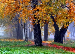 Las, Drzewa, Liście, Ścieżka, Mgła, Jesień