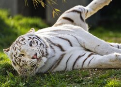Leżący biały tygrys