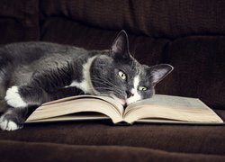Leżący kot na książce