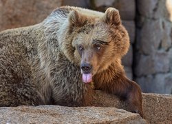 Leżący niedźwiedź z wystawionym językiem