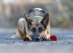 Pies, Leżący, Owczarek niemiecki, Róże