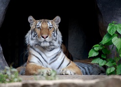 Leżący tygrys bengalski