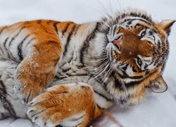 Leżący, Tygrys, Łapy, Śnieg