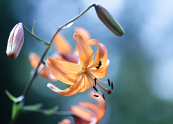 Lilia tygrysia, Kwiat, Pomarańczowy