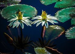 Lilie wodne w świetle