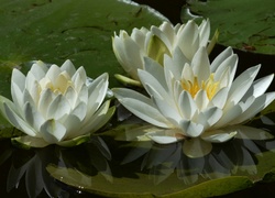 Lilie wodne z listkami odbijają się w wodzie