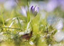 Liliowy krokus w rozświetlonej trawie