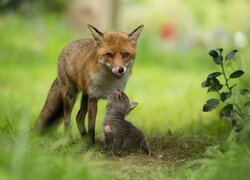 Lisica z małym liskiem na trawie