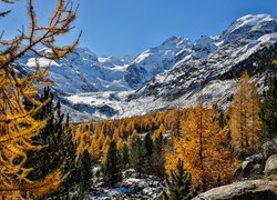 Szwajcaria, Kanton Gryzonia, Lodowiec Morteratschgletscher, Masyw Bernina, Góry Alpy Retyckie, Drzewa, Śnieg