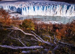 Argentyna, Patagonia, Lodowiec, Perito Moreno, Jesień, Drzewa, Konary