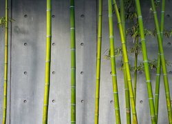 Bambus, Łodygi, Roślina, Ściana