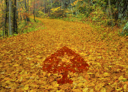 Logo PokerStars na leśniej drodze pokrytej liśćmi