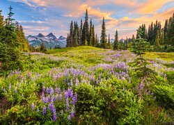 Park Narodowy Mount Rainier, Góry, Tatoosh Range, Drzewa, Łąka, Łubin, Mgła, Stan Waszyngton, Stany Zjednoczone