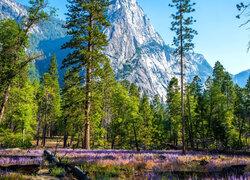 Góry, Drzewa, Kwiaty, Łubin, Park Narodowy Yosemite, Kalifornia, Stany Zjednoczone