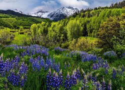 Stany Zjednoczone, Kolorado, Góry, San Juan Mountains, Mount Sneffels, Drzewa, Łąka, Kwiaty, Łubin