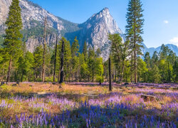 Kwiaty, Łubin, Trawa, Drzewa, Góry, Park Narodowy Yosemite, Kalifornia, Stany Zjednoczone