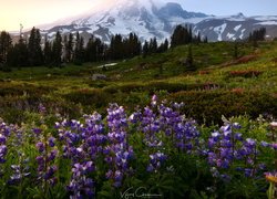 Łąka, Stratowulkan Mount Rainier, Park Narodowy Mount Rainier, Góry, Kwiaty, Łubin, Wschód słońca, Stan Waszyngton, Stany Zjednoczone