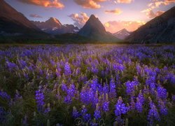 Park Narodowy Glacier, Góry, Dolina, Łąka, Kwiaty, Łubiny, Montana, Stany Zjednoczone