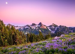 Park Narodowy Mount Rainier, Góry, Księżyc, Drzewa, Łąka, Kwiaty, Łubin, Stan Waszyngton, Stany Zjednoczone