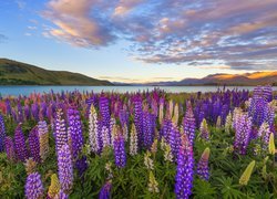 Jezioro Tekapo, Polana, Kwiaty, Łubin, Góry, Chmury, Nowa Zelandia