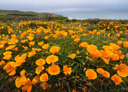 Kwiaty, Maczki kalifornijskie, Pozłotki, Wybrzeże, Big Sur, Morze, Kalifornia, Stany Zjednoczone