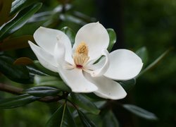 Magnolia wielkokwiatowa, Biała, Rozwinięta, Pręciki, Gałązka, Liście