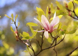 Różowa, Magnolia, Kwiat, Krzew, Gałązki