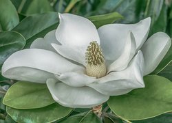 Biała, Magnolia wielkokwiatowa