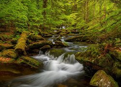 Mała rzeka płynąca po omszałych kamieniach w lesie