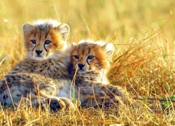 Małe gepardy w trawie