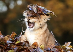 Małe radosne lwiątko w jesiennych liściach