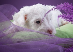 Mały biały szczeniaczek ułożył się na poduszkach przy fioletowym tiulu