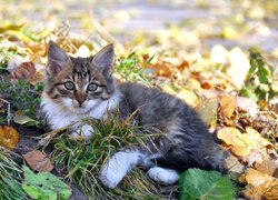 Mały kotek leżący na trawie i liściach