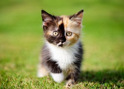 Mały kotek maine coon siedzący na trawie