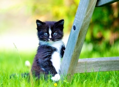 Mały kotek na trawie