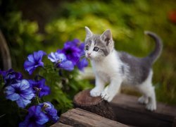 Mały kotek obok niebieskich kwiatów