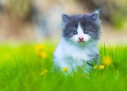 Mały kotek w trawie